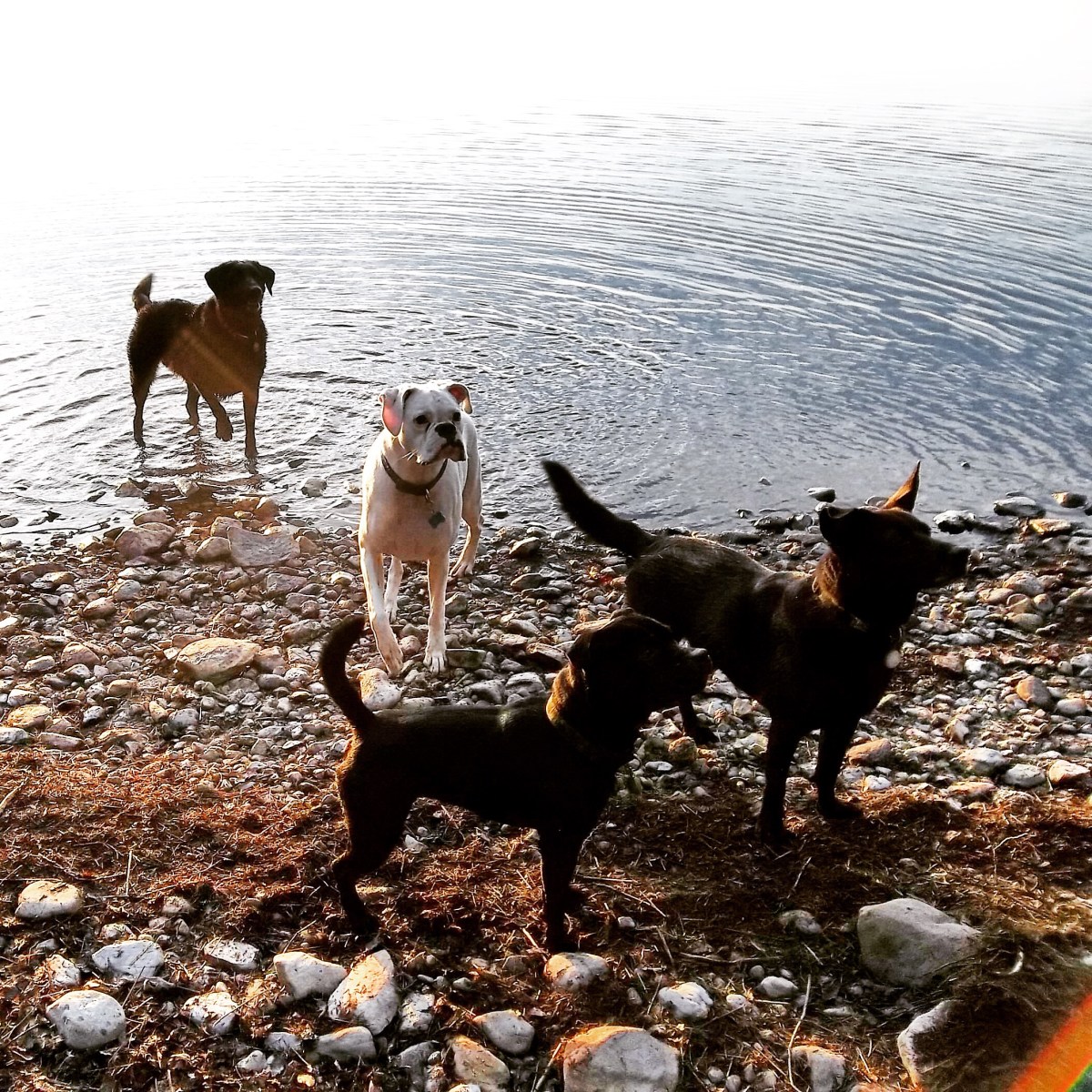 Backcountry Camping with Dogs in Kejimkujik National Park - Off-Leash Dog Friendly