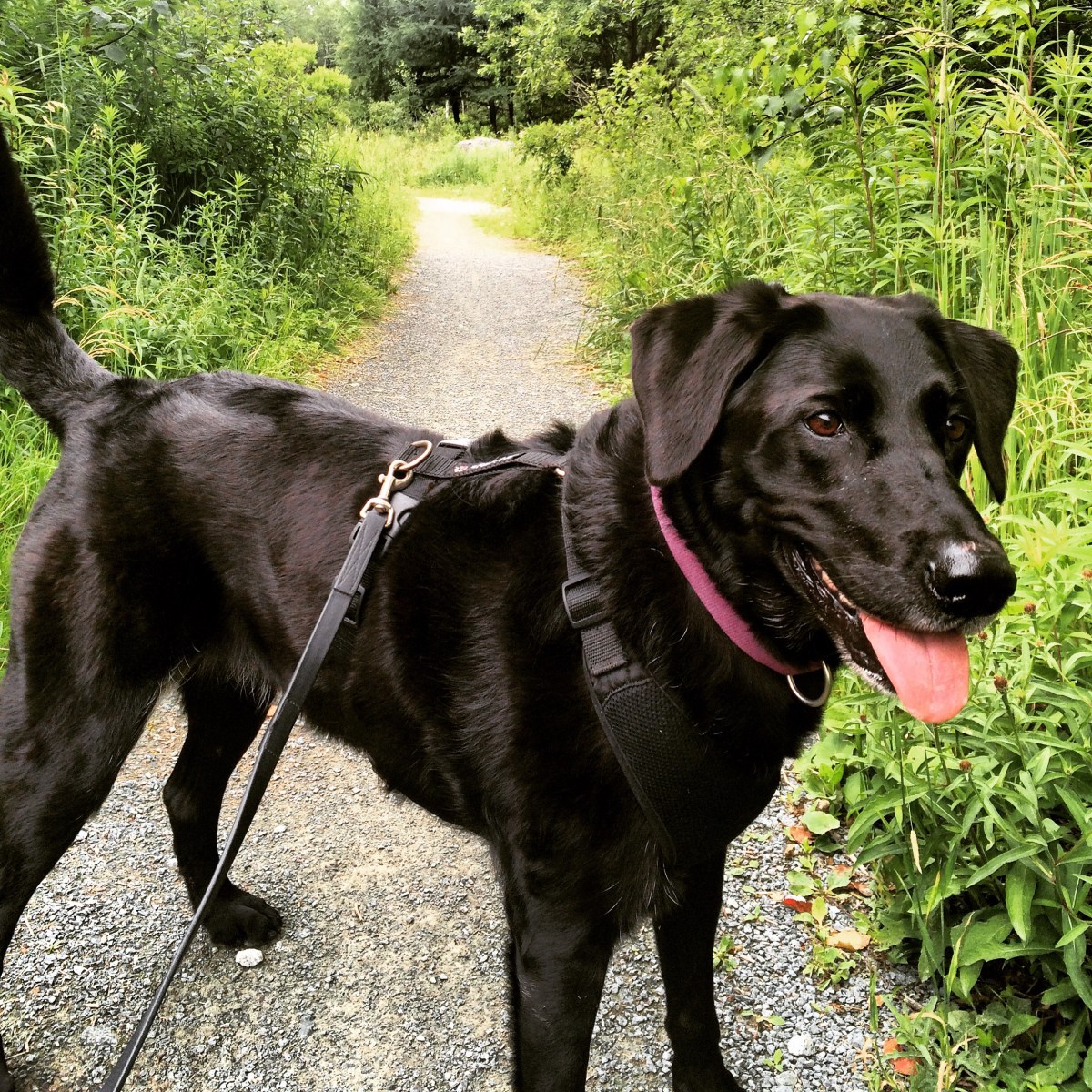 Shubenacadie Trail in Waverley, Nova Scotia Off-Leash Dog Friendly