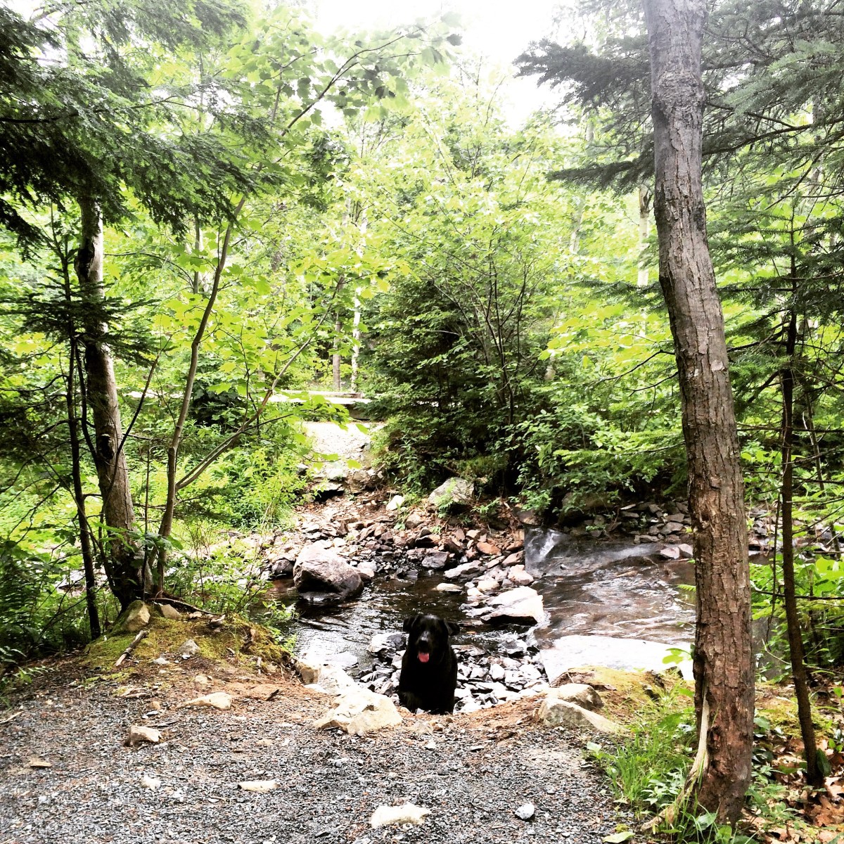 Shubenacadie Trail in Waverley, Nova Scotia Off-Leash Dog Friendly