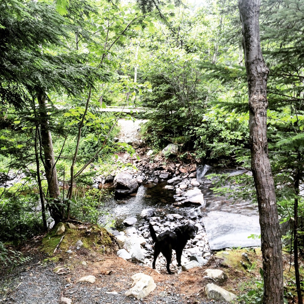 Shubenacadie Trail in Waverley, Nova Scotia Off-Leash Dog Friendly