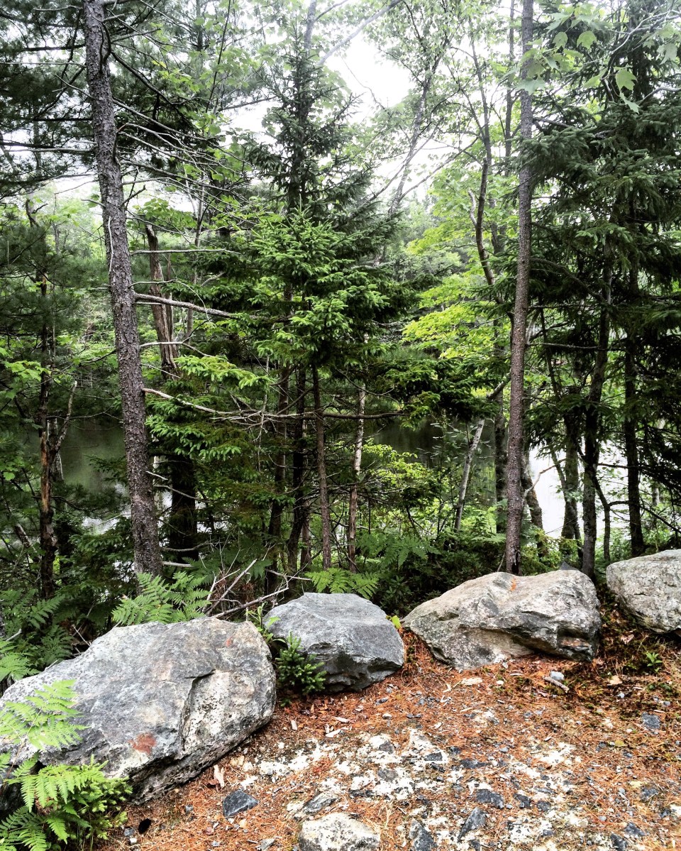 Shubenacadie Trail in Waverley, Nova Scotia Off-Leash Dog Friendly