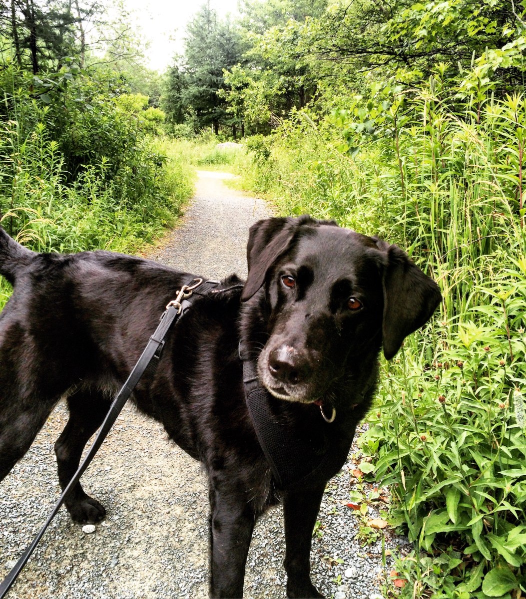 Shubenacadie Trail in Waverley, Nova Scotia Off-Leash Dog Friendly