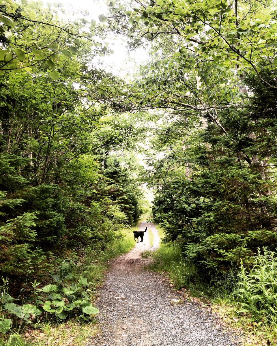 Shubenacadie Trail in Waverley, Nova Scotia Off-Leash Dog Friendly