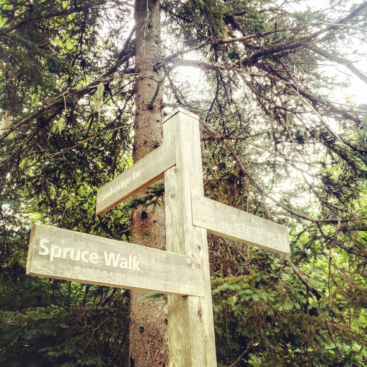 Point Pleasant Park in Halifax, Nova Scotia Off-Leash Dog Friendly
