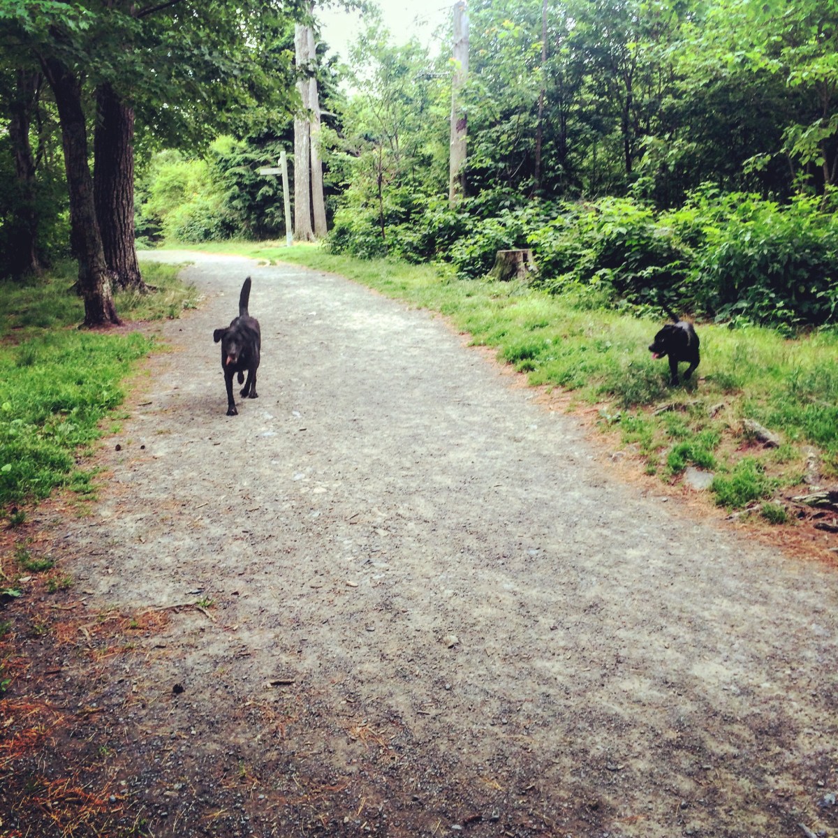 Point Pleasant Park in Halifax, Nova Scotia Off-Leash Dog Friendly