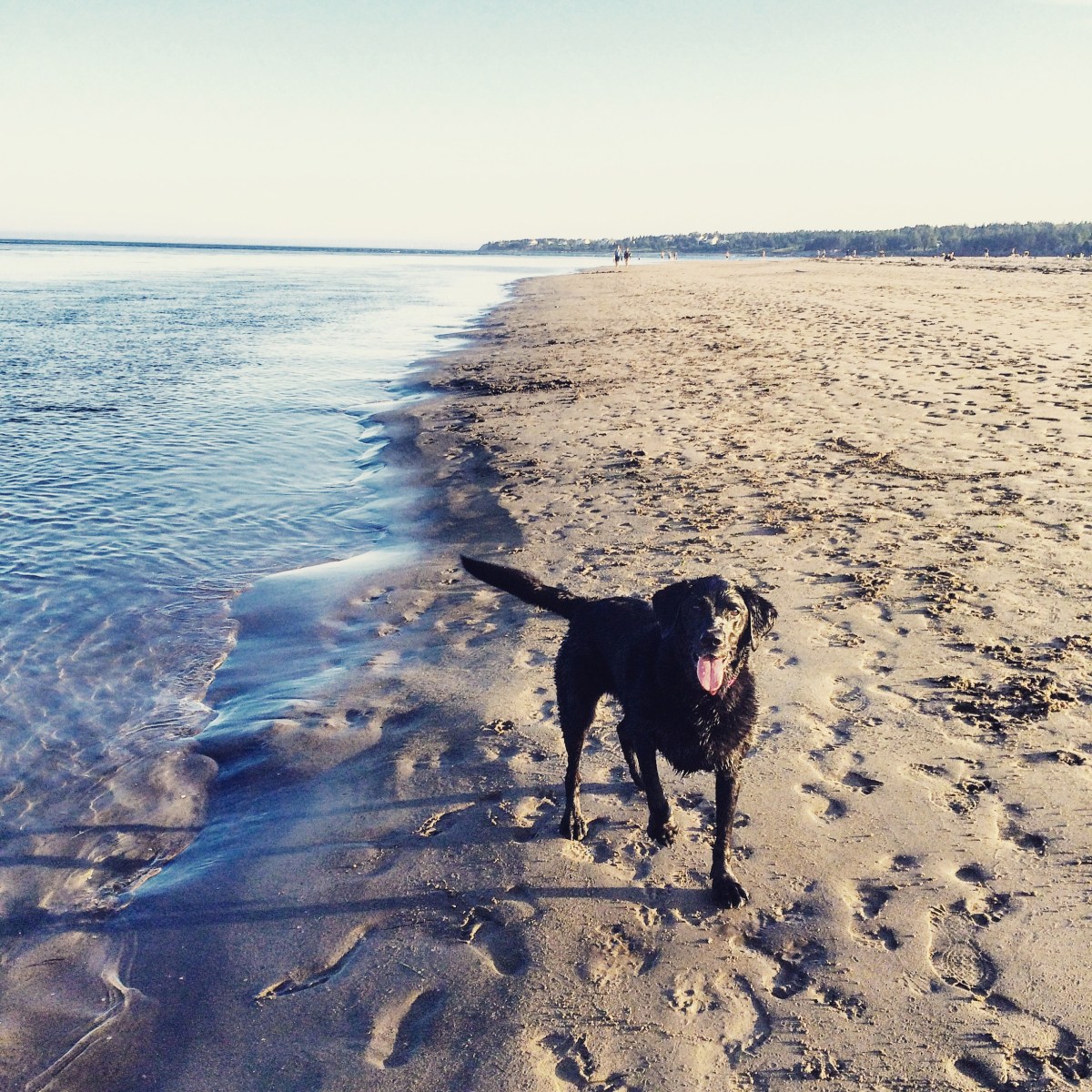 Rainbow Haven Beach in Cole Harbour, Nova Scotia Off-Leash Dog Friendly