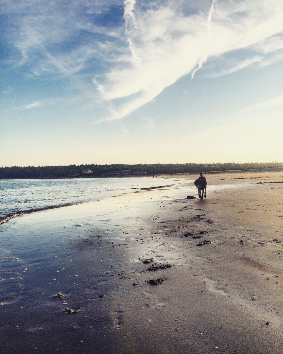 Rainbow Haven Beach in Cole Harbour, Nova Scotia Off-Leash Dog Friendly