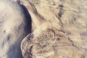Rainbow Haven Beach in Cole Harbour, Nova Scotia Off-Leash Dog Friendly