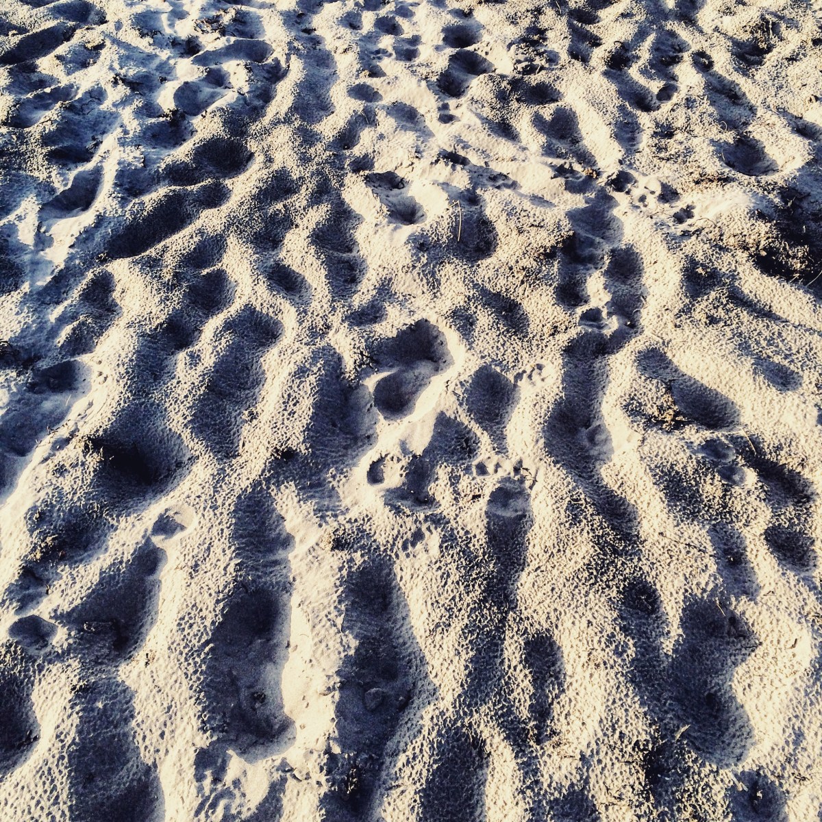 Rainbow Haven Beach in Cole Harbour, Nova Scotia Off-Leash Dog Friendly