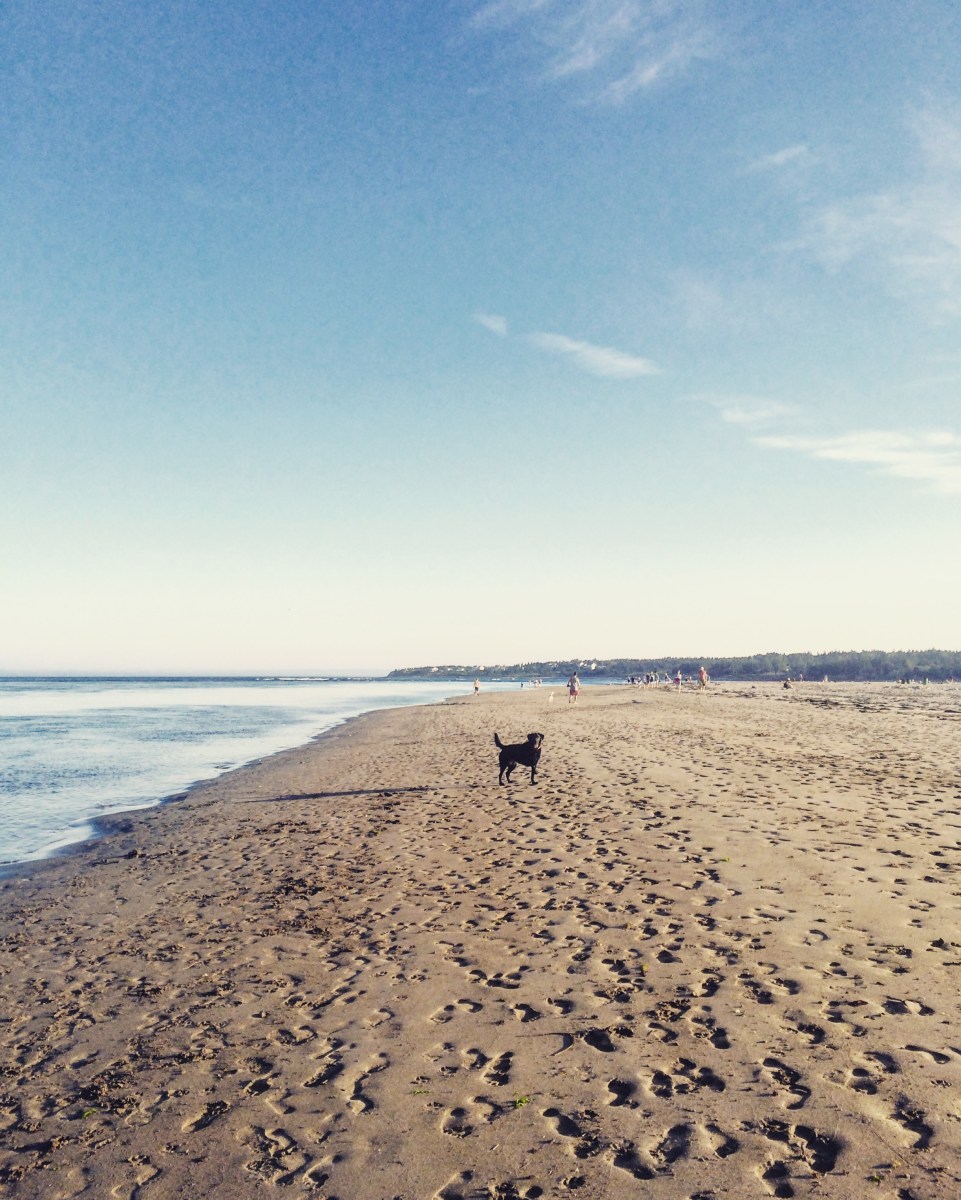Rainbow Haven Beach in Cole Harbour, Nova Scotia Off-Leash Dog Friendly