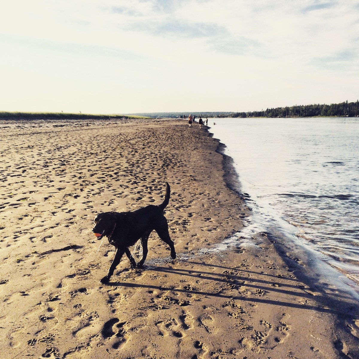 Rainbow Haven Beach in Cole Harbour, Nova Scotia Off-Leash Dog Friendly
