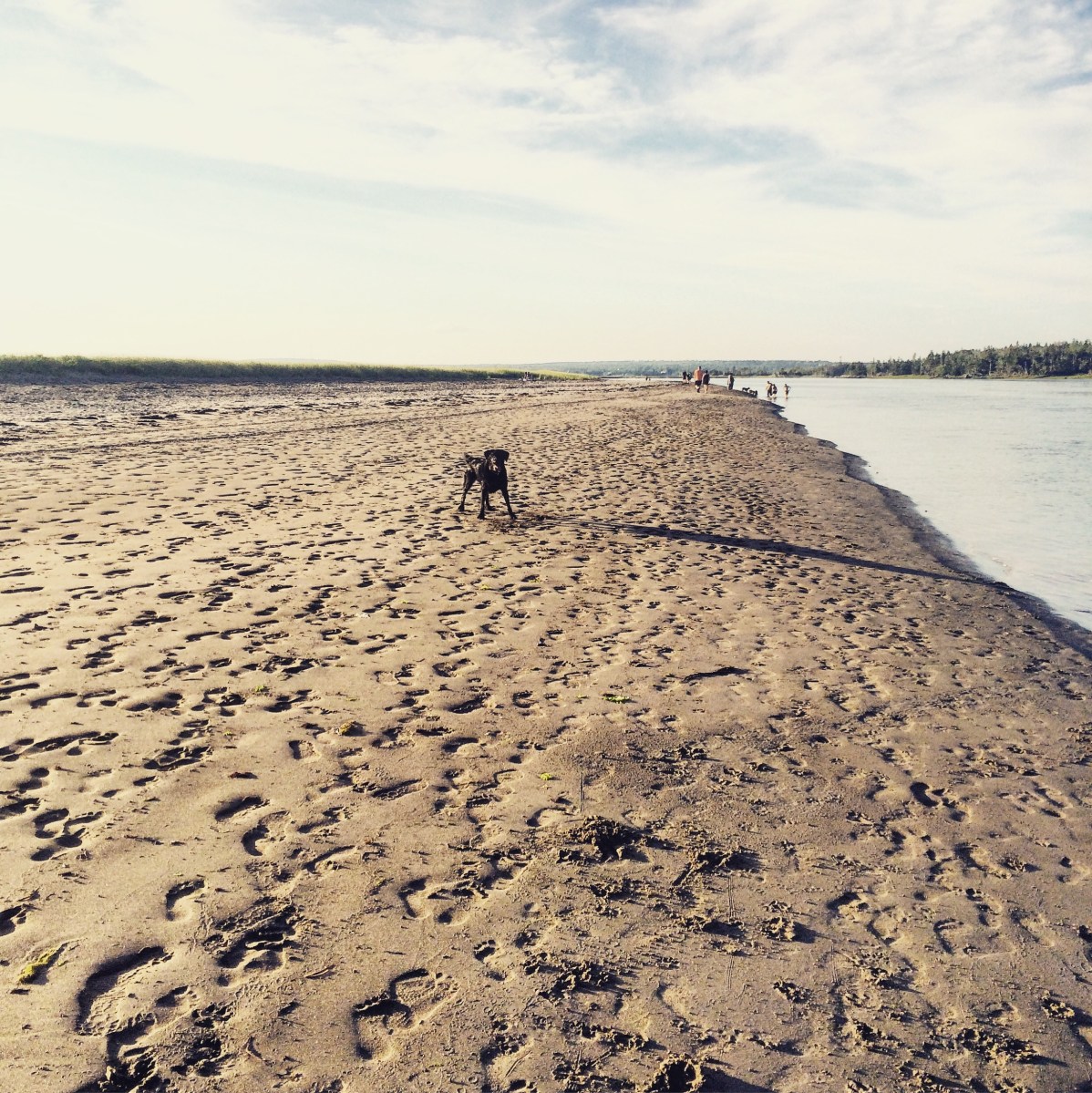 Rainbow Haven Beach in Cole Harbour, Nova Scotia Off-Leash Dog Friendly