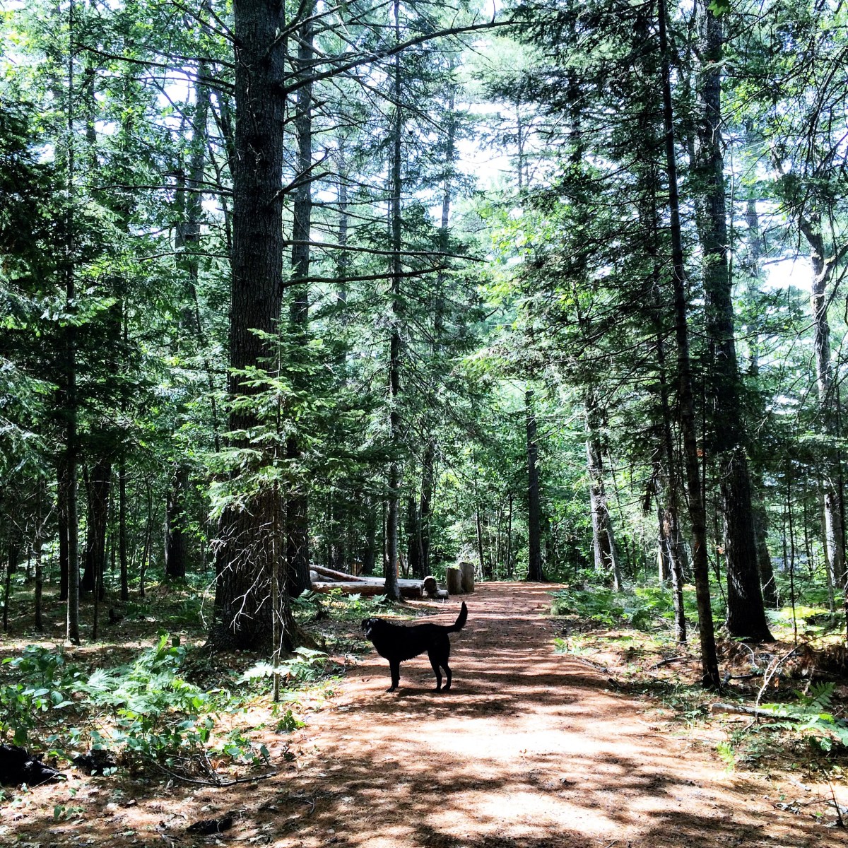 White Rapids Adventure Trail in Fredericton Junction, New Brunswick Off-Leash Dog Friendly