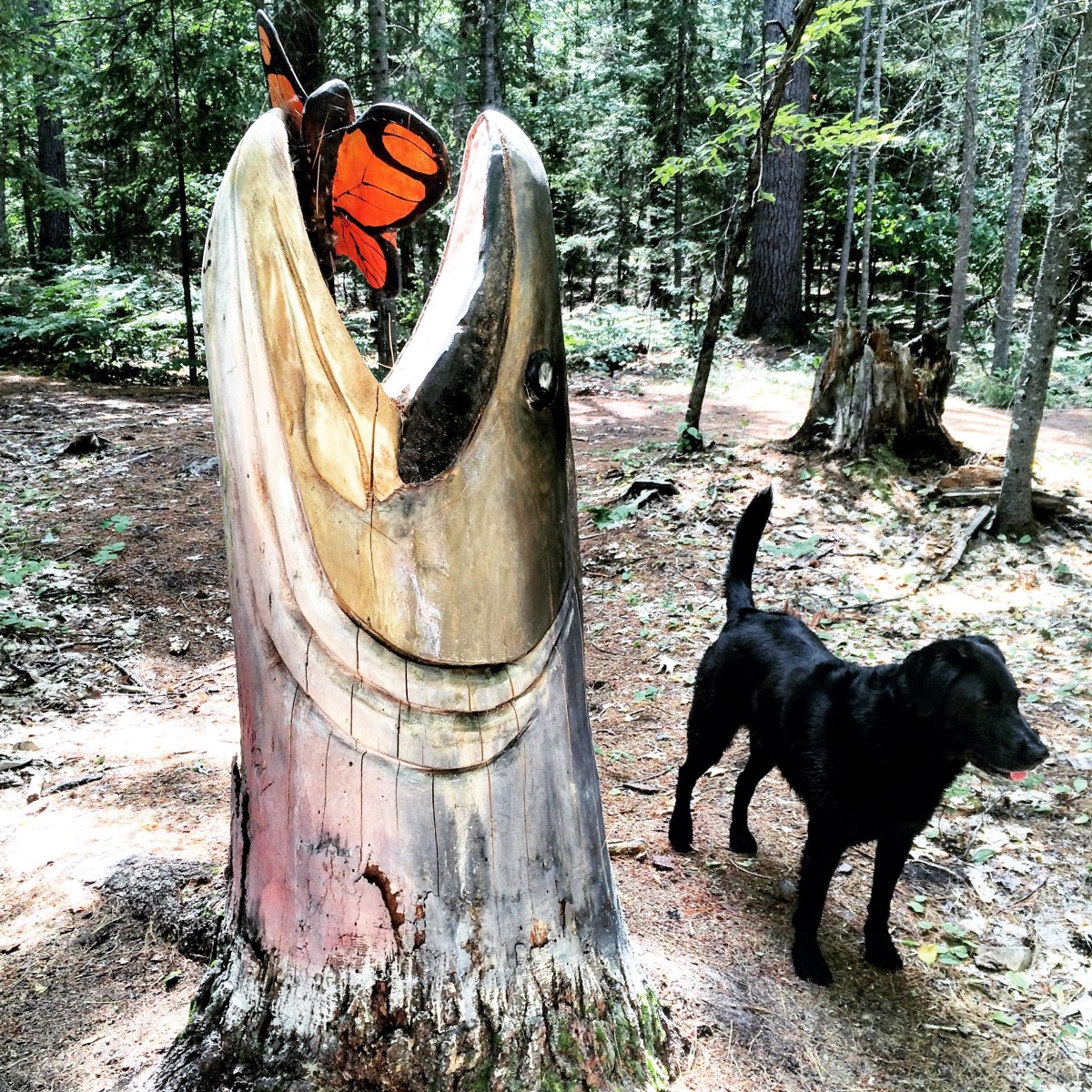 White Rapids Adventure Trail in Fredericton Junction, New Brunswick Off-Leash Dog Friendly