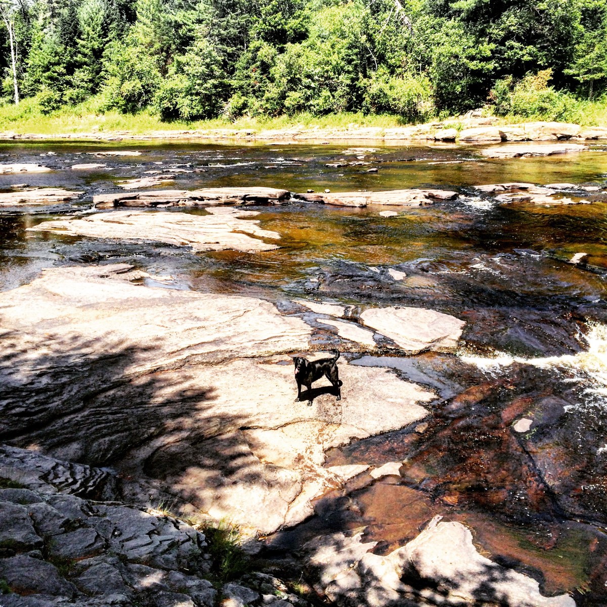 White Rapids Adventure Trail in Fredericton Junction, New Brunswick Off-Leash Dog Friendly