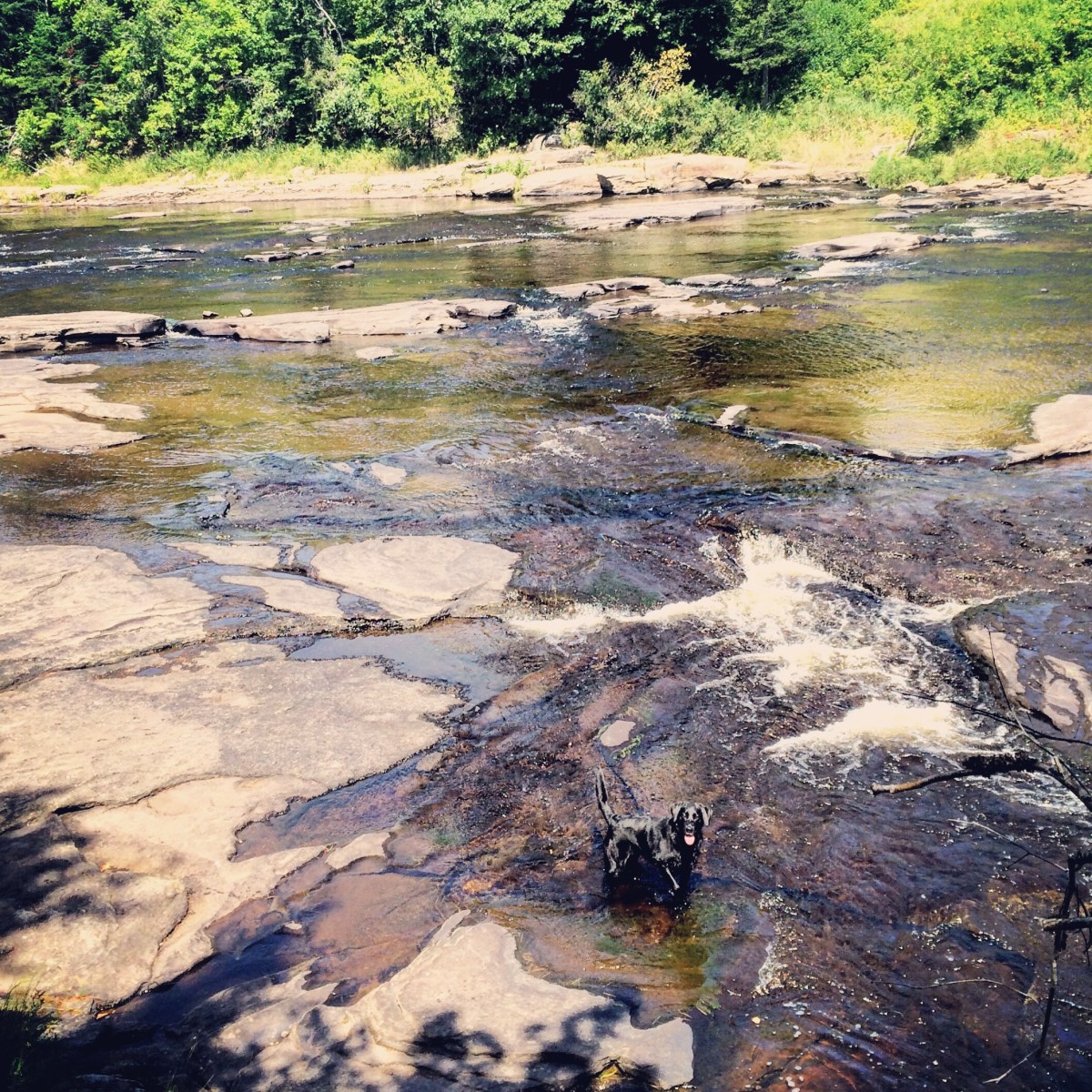 White Rapids Adventure Trail in Fredericton Junction, New Brunswick Off-Leash Dog Friendly