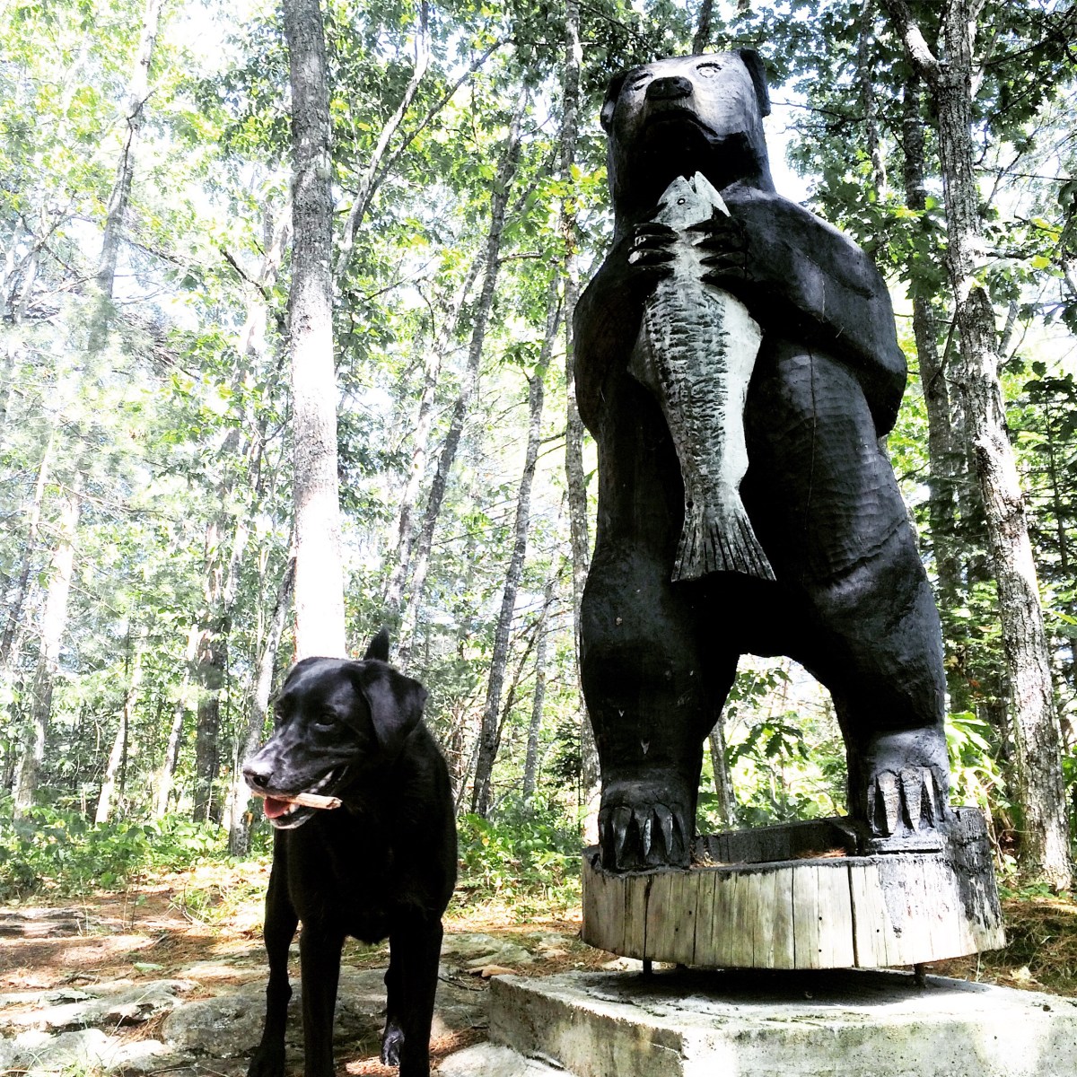 White Rapids Adventure Trail in Fredericton Junction, New Brunswick Off-Leash Dog Friendly