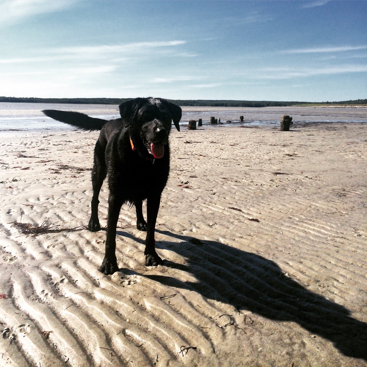 Port Joli Beach in Port Joli, Nova Scotia Off-Leash Dog Friendly