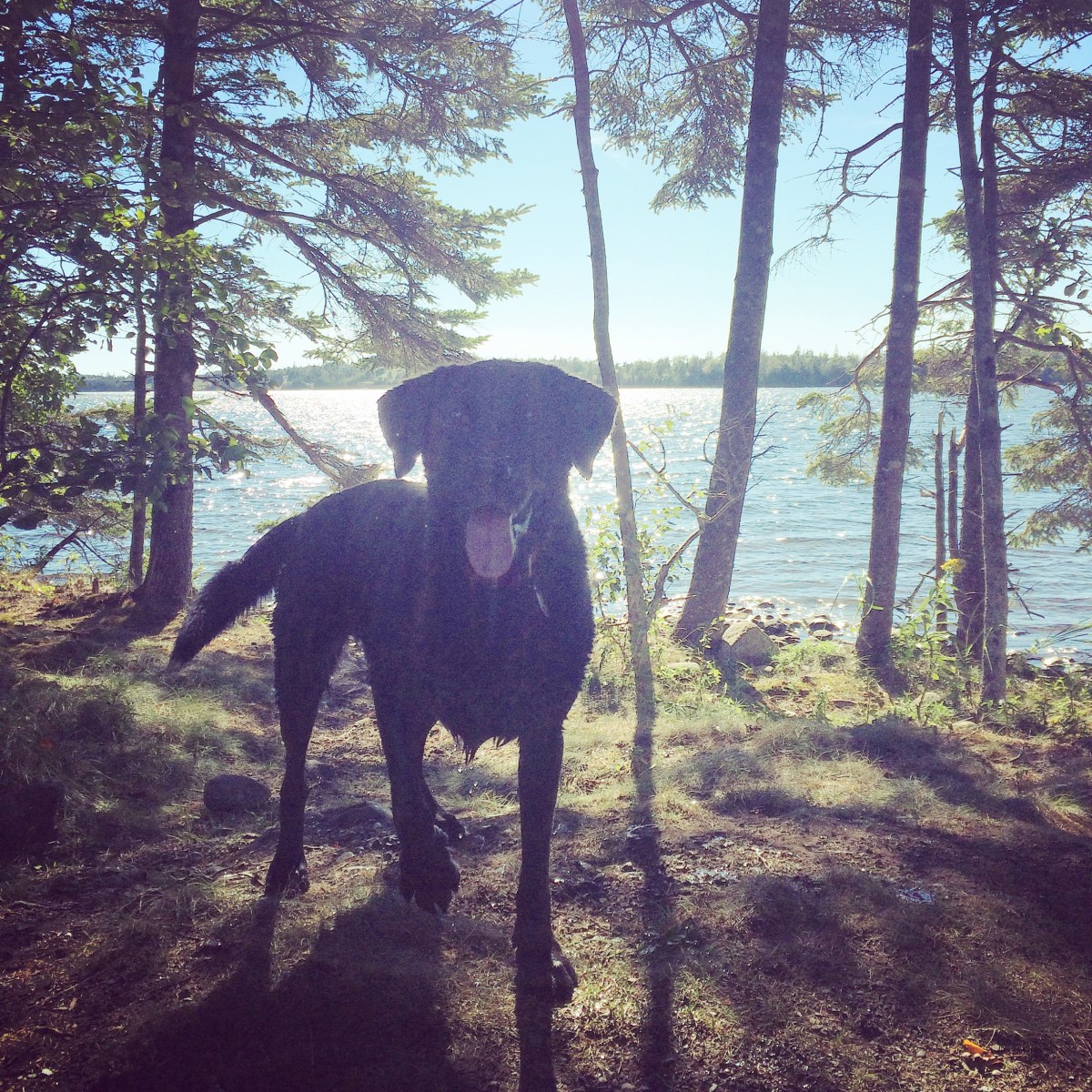 Porters Lake Provincial Park Campground Off-Leash Dog Friendly
