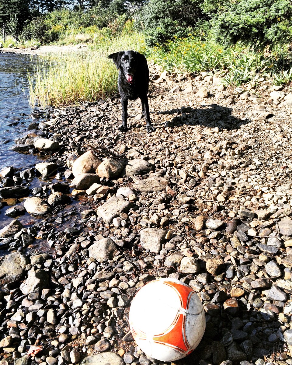 Porters Lake Provincial Park Campground Off-Leash Dog Friendly