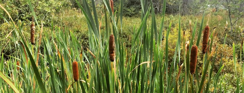 Belchers Marsh Park in Clayton Park, Halifax, Nova Scotia Off-Leash Dog Friendly
