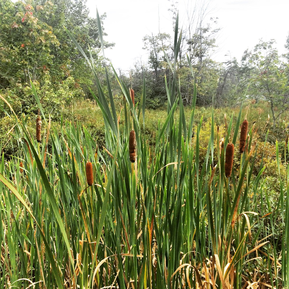 Belchers Marsh Park in Clayton Park, Halifax, Nova Scotia Off-Leash Dog Friendly
