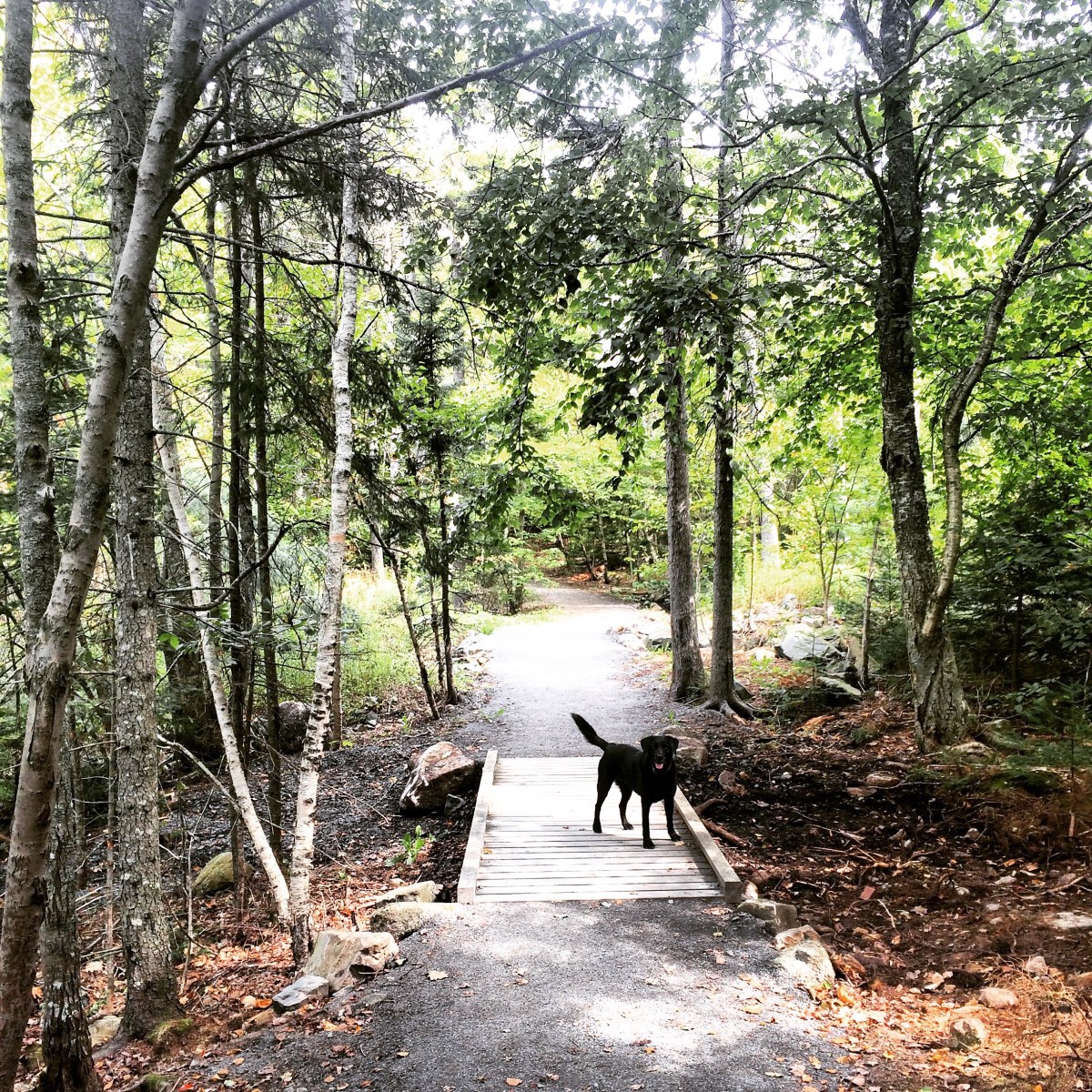 Belchers Marsh Park in Clayton Park, Halifax, Nova Scotia Off-Leash Dog Friendly