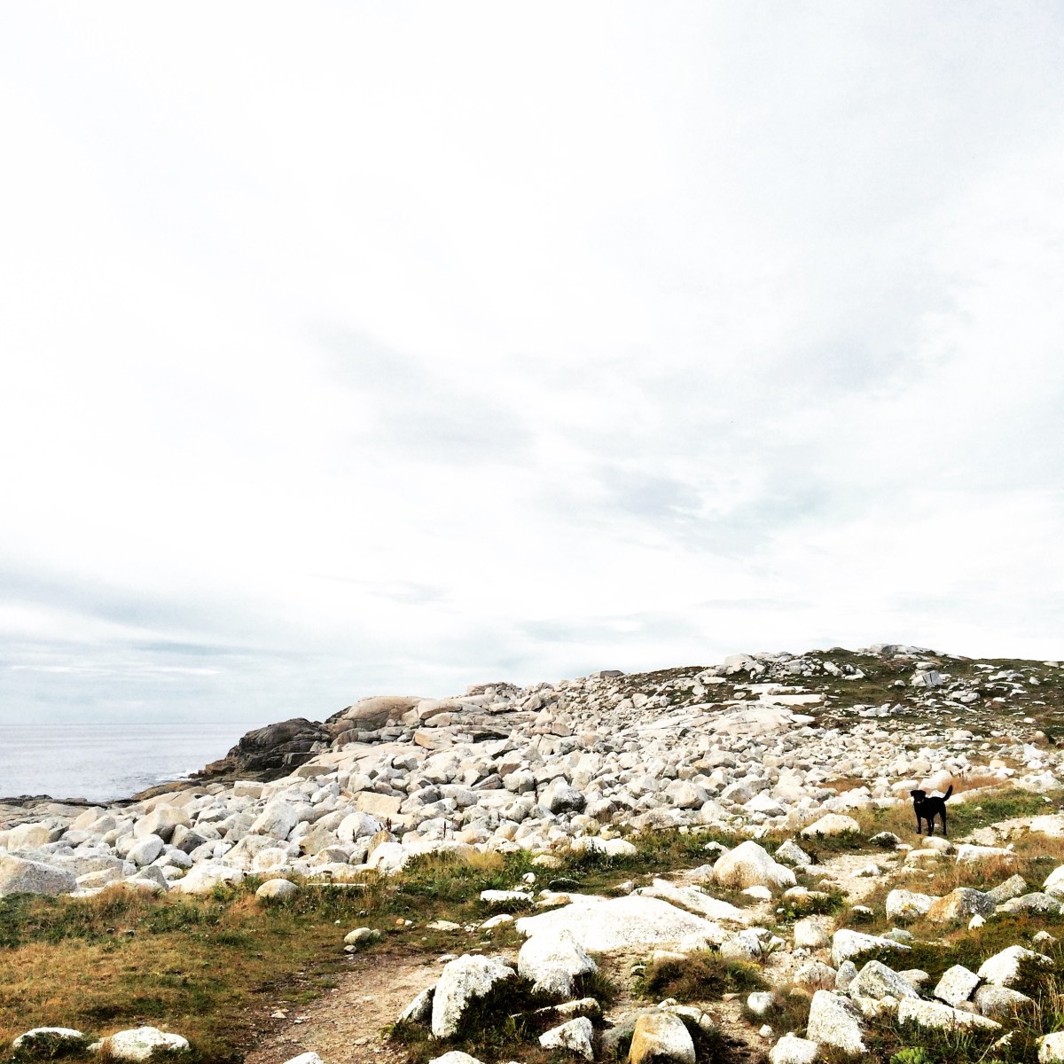High Head Trail in Halifax / HRM with Off-Leash Dog