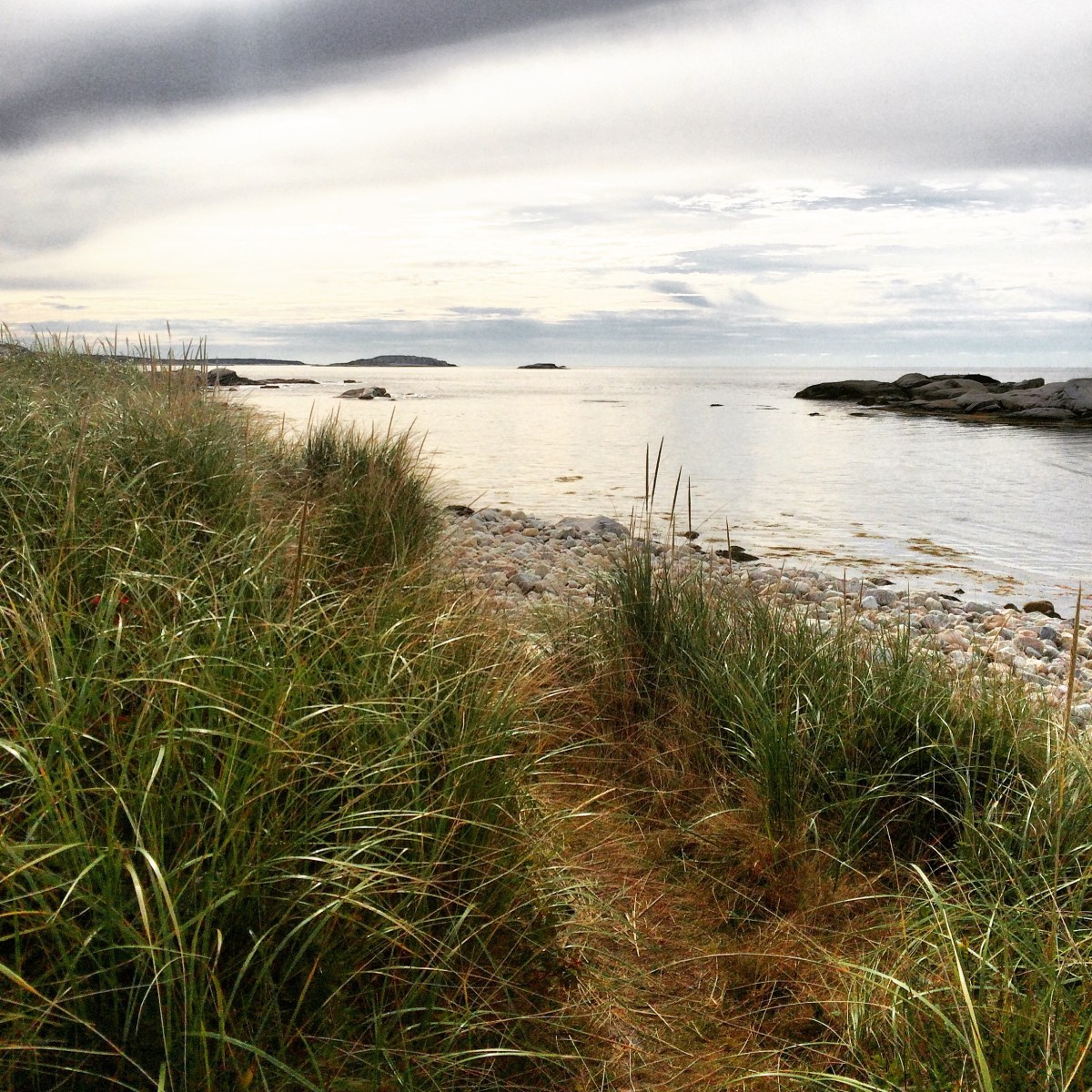 High Head Trail in Halifax / HRM with Off-Leash Dog