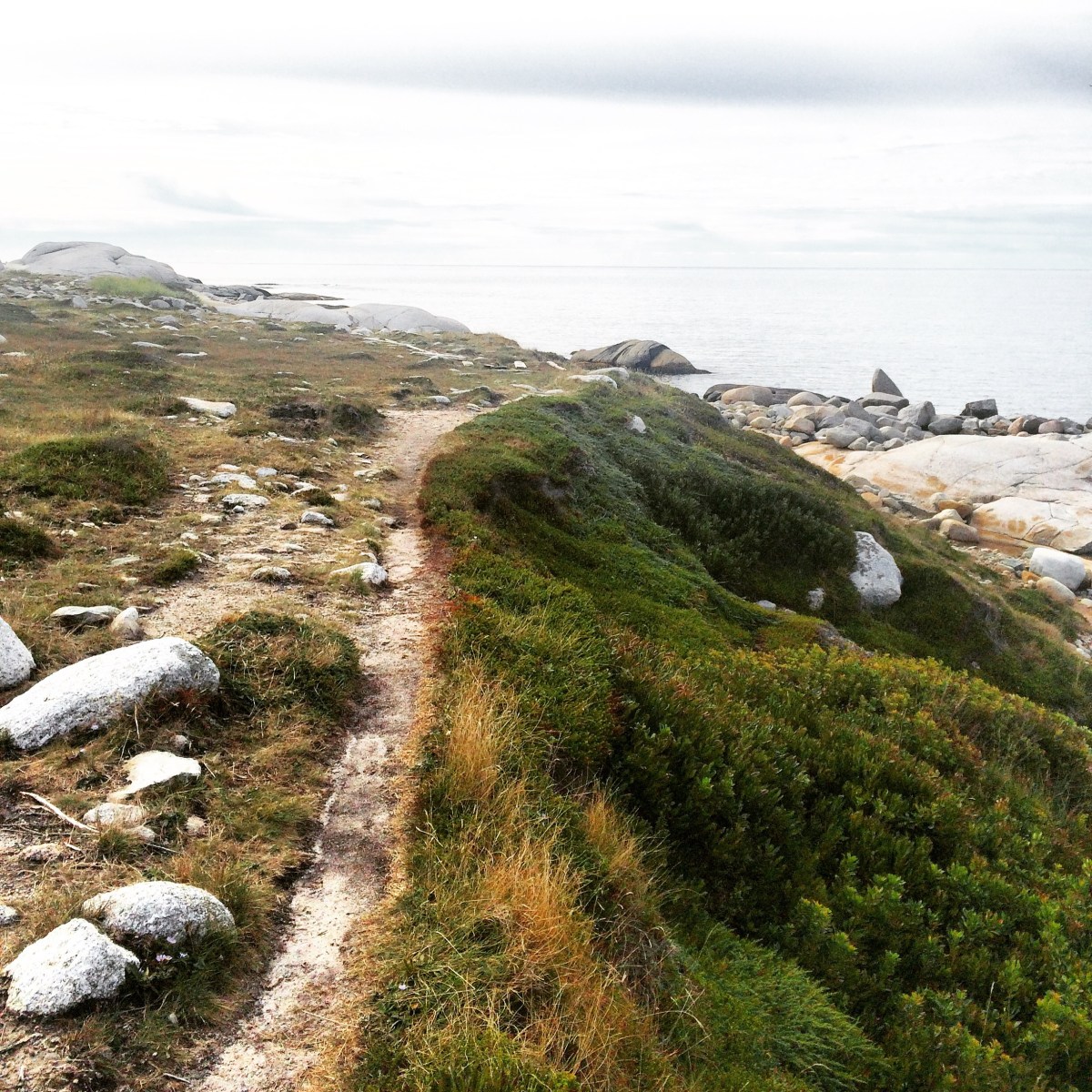 High Head Trail in Halifax / HRM with Off-Leash Dog