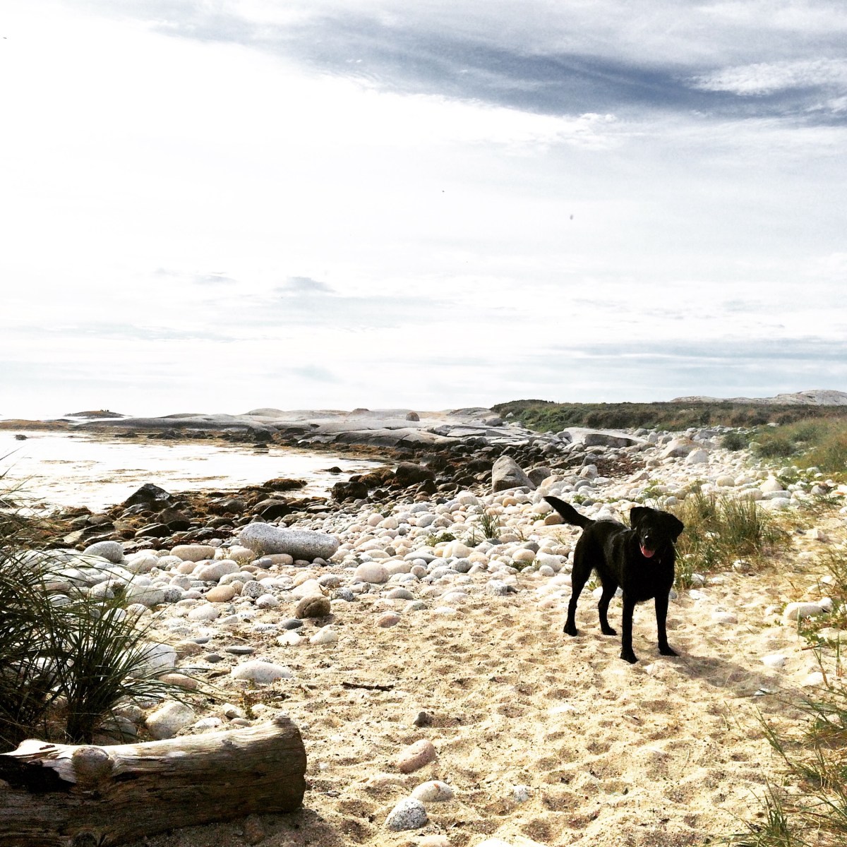 High Head Trail in Halifax / HRM with Off-Leash Dog