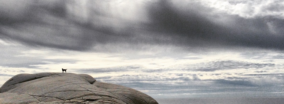 High Head Trail in Halifax / HRM with Off-Leash Dog