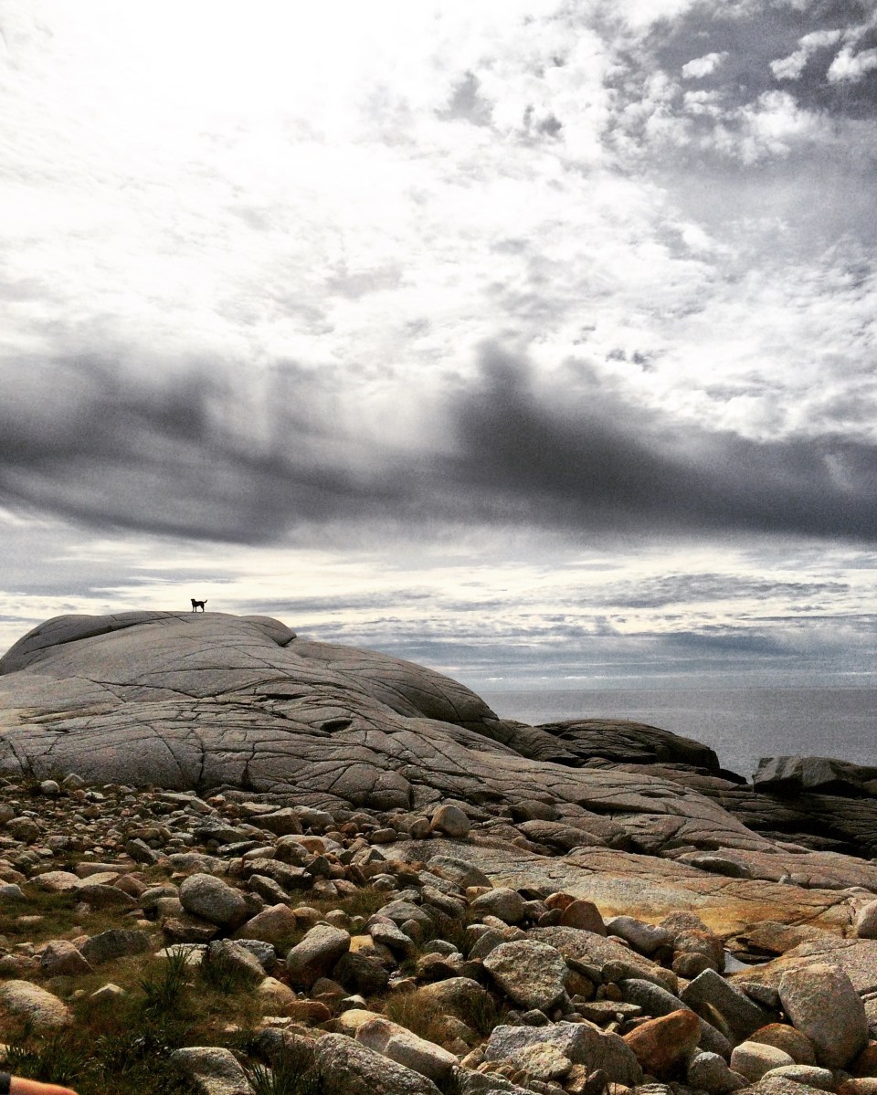 High Head Trail in Halifax / HRM with Off-Leash Dog