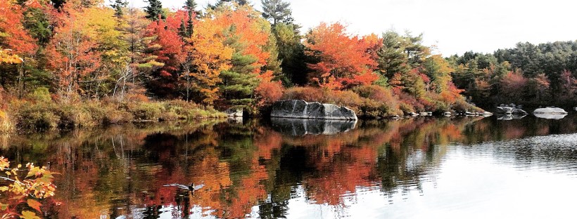 Frog Pond Trail in Armdale, Halifax, Nova Scotia with Off-Leash Dog