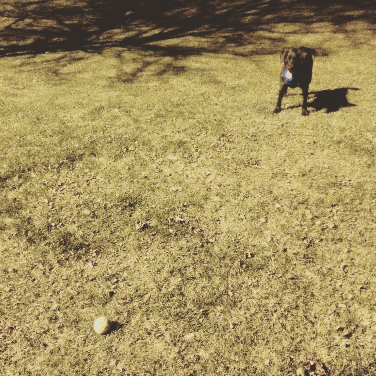 Halifax Peninsula HRM Off-Leash Sports Fields