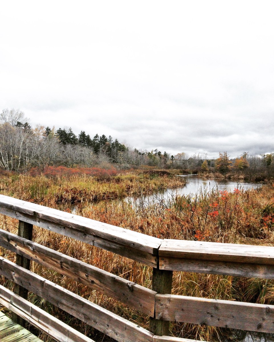 Bissett Lake Trail in Cole Harbour, Nova Scotia