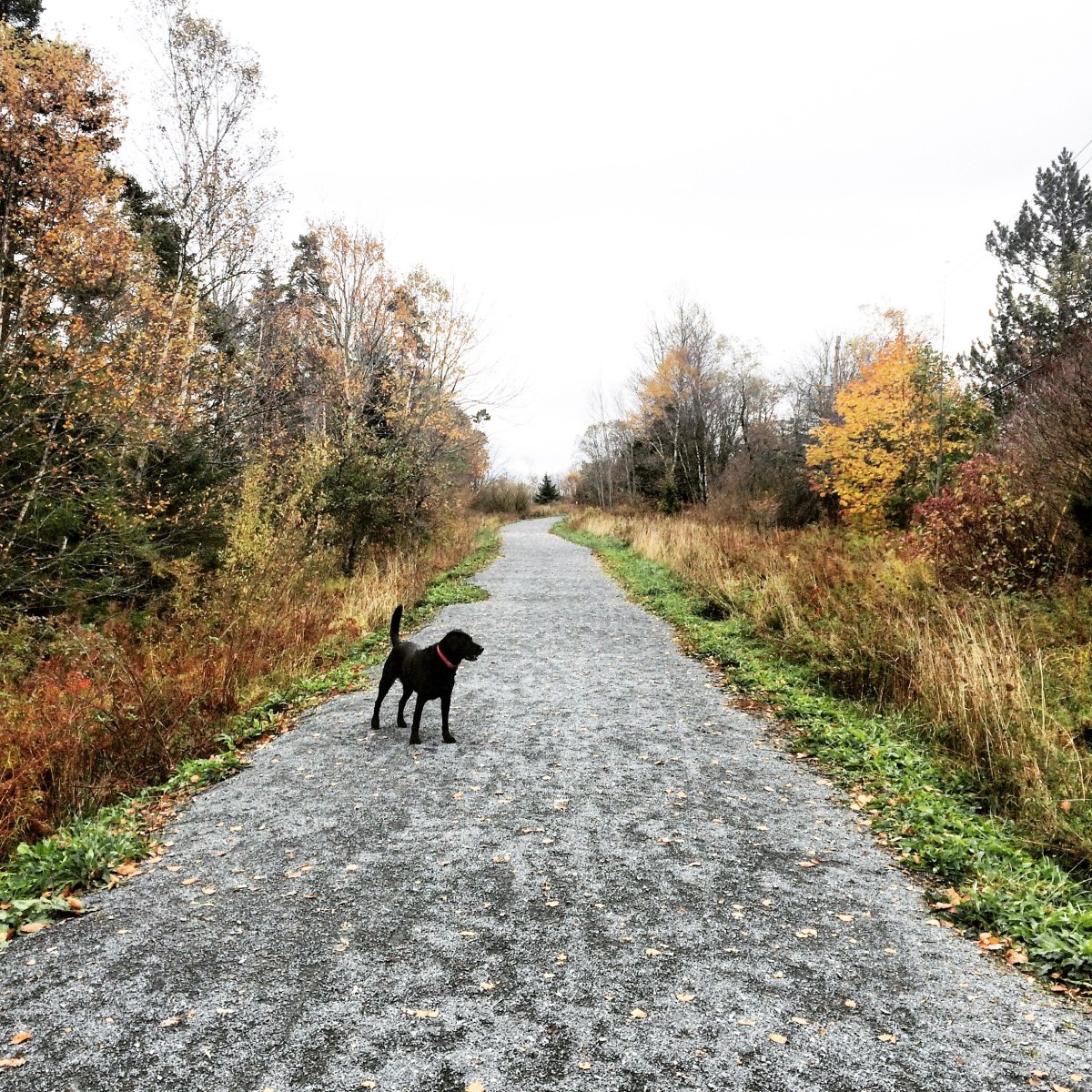 Bissett Lake Trail in Cole Harbour, Nova Scotia
