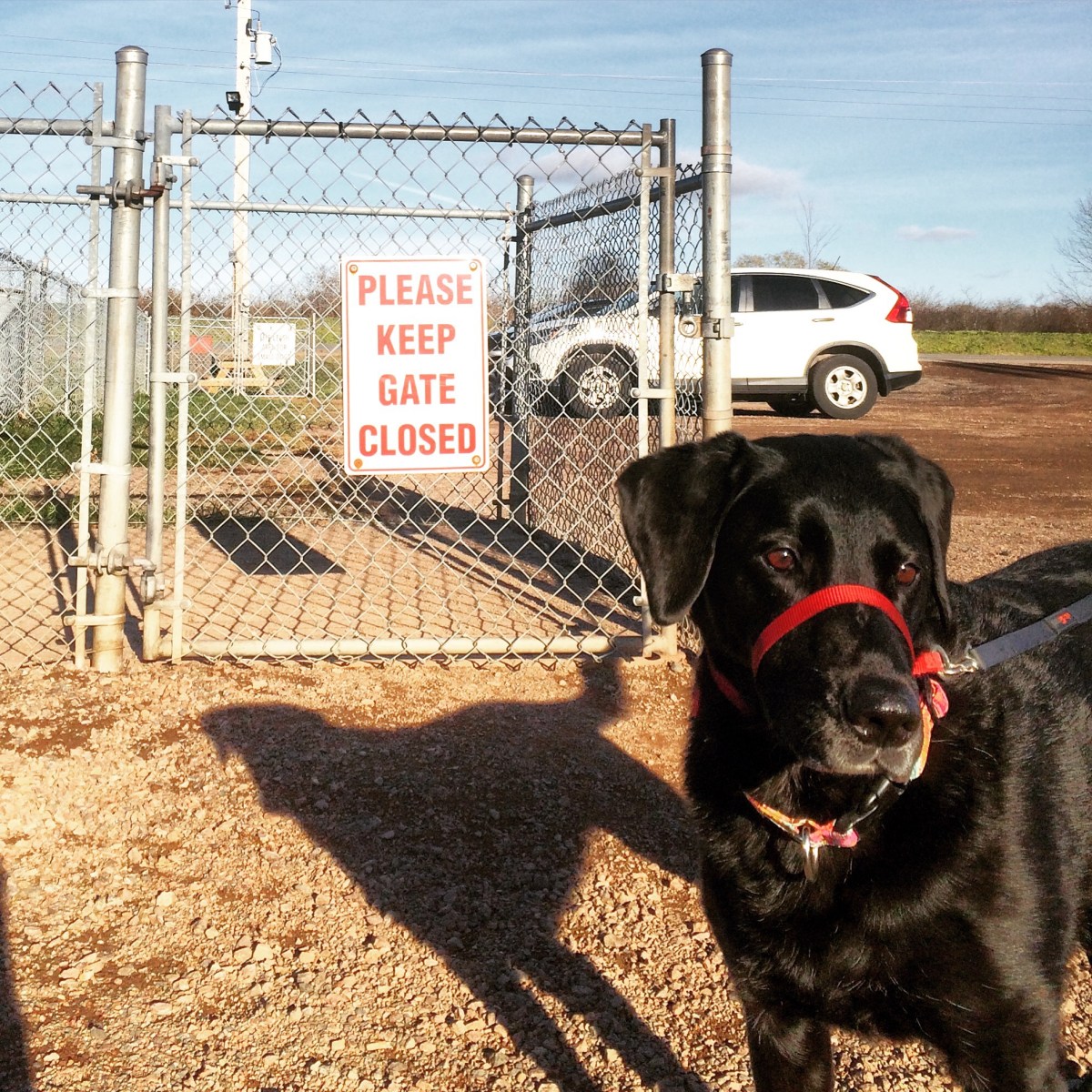 Truro / Bible Hill Off-Leash Dog Park in Truro, Nova Scotia