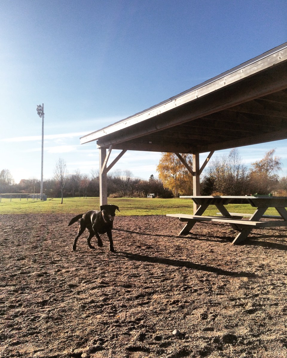 Truro / Bible Hill Off-Leash Dog Park in Truro, Nova Scotia