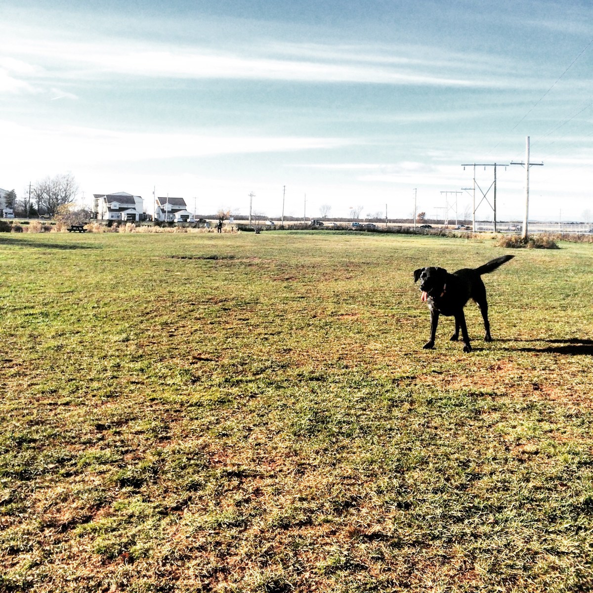 Truro / Bible Hill Off-Leash Dog Park in Truro, Nova Scotia